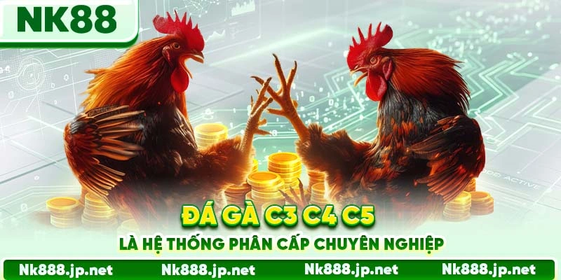 Đá Gà C3 C4 C5 Nk88 - Trực Tiếp Đỉnh Cao, Cược Lớn